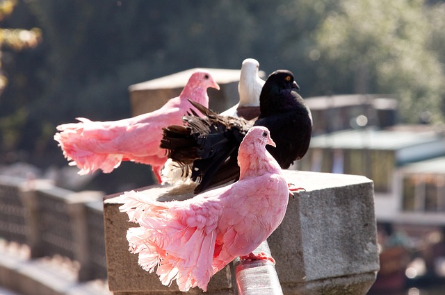 沪媒：申花3名外援合同到期，下周亚冠成终极大考定去留