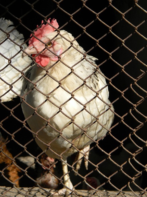 两球员结束联赛征程即赴国家队报到